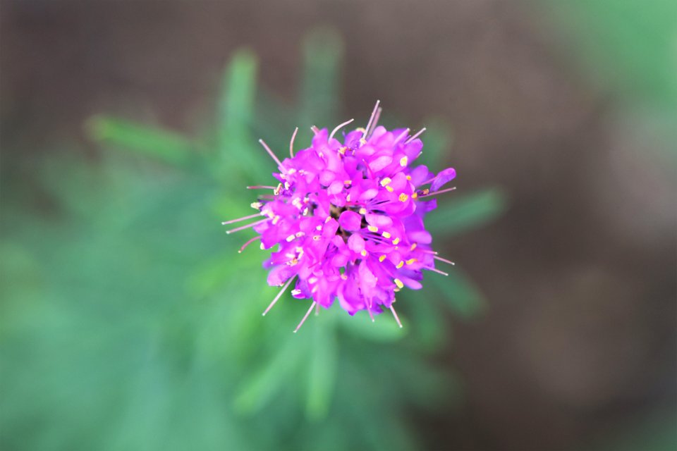 Purple prairie clover