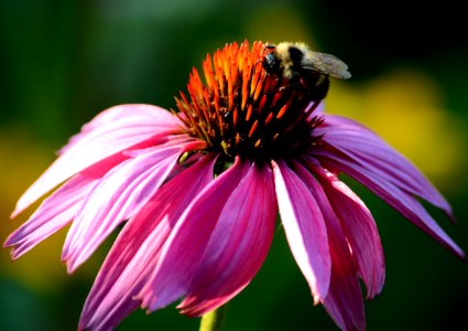 Bumblebee on Purple Coneflower photo
