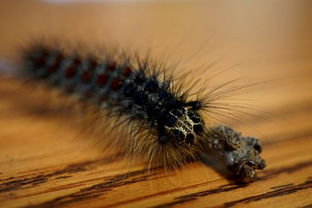 Gypsy Moth Caterpillar photo