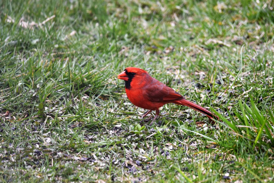 Northern cardinal male photo