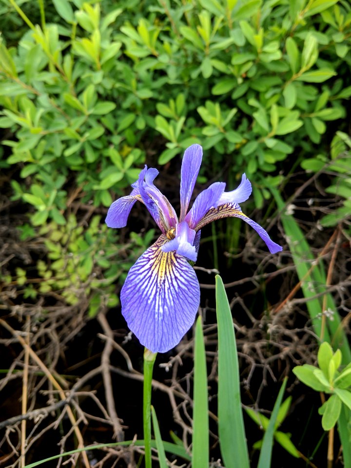 Blue Flag Iris