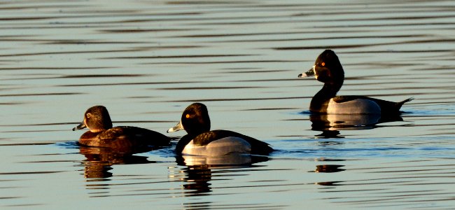 Ring-necked Ducks in Ingham County, MI
