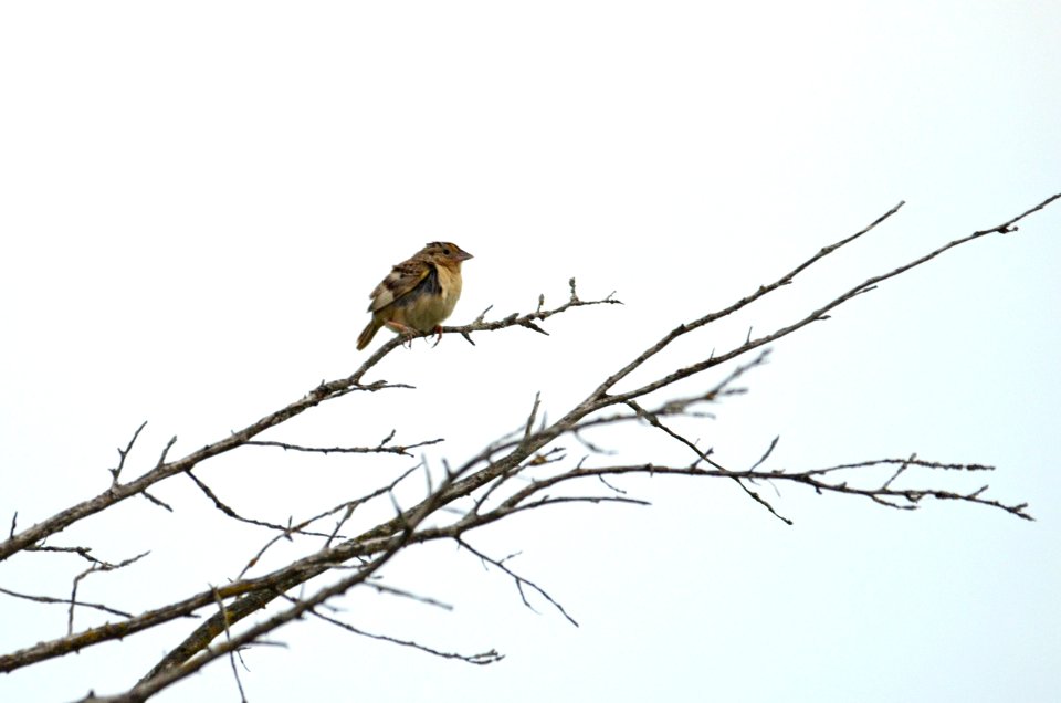 Young Grasshopper Sparrow