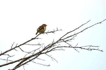 Young Grasshopper Sparrow photo