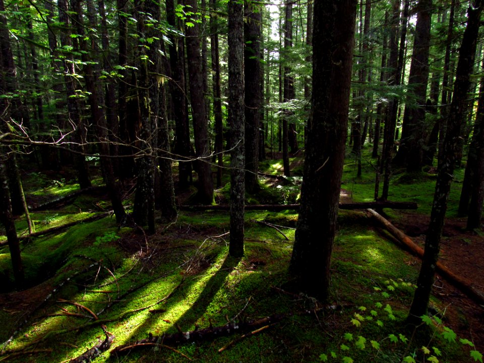 Trail of Two Forests in WA