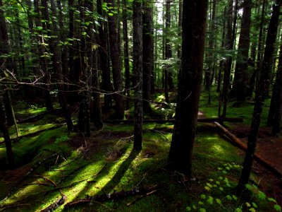 Trail of Two Forests in WA