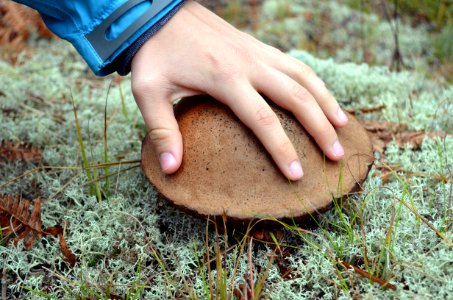 Big Mushroom!
