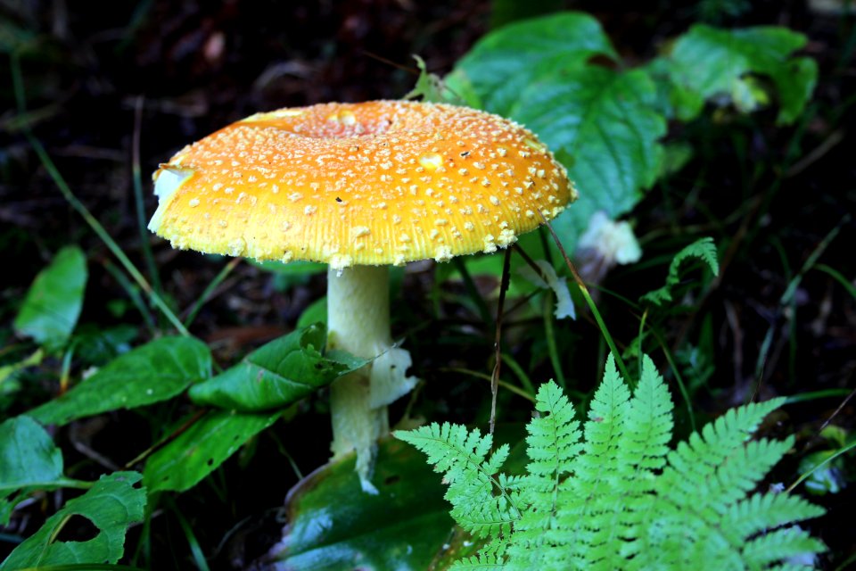 Fly agaric mushroom