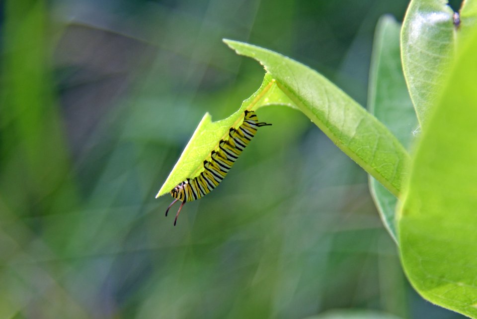 Monarch Caterpillar on Common Milkweed photo