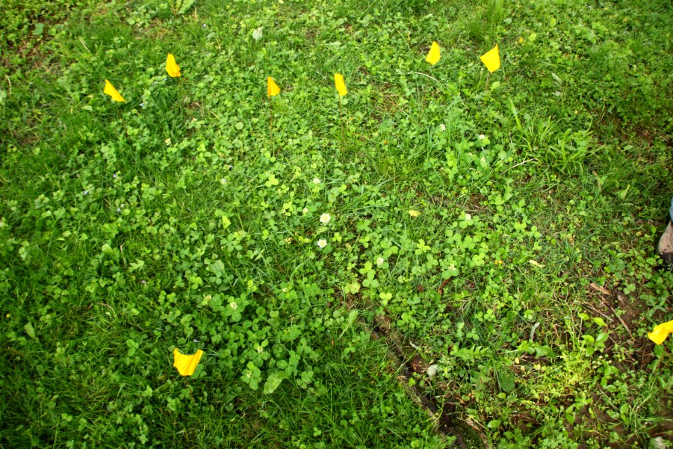 Running Buffalo Clover