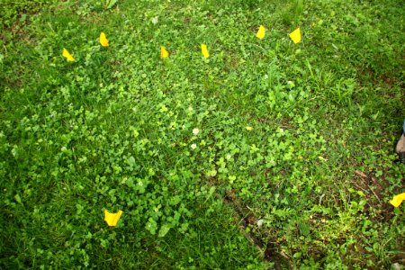 Running Buffalo Clover