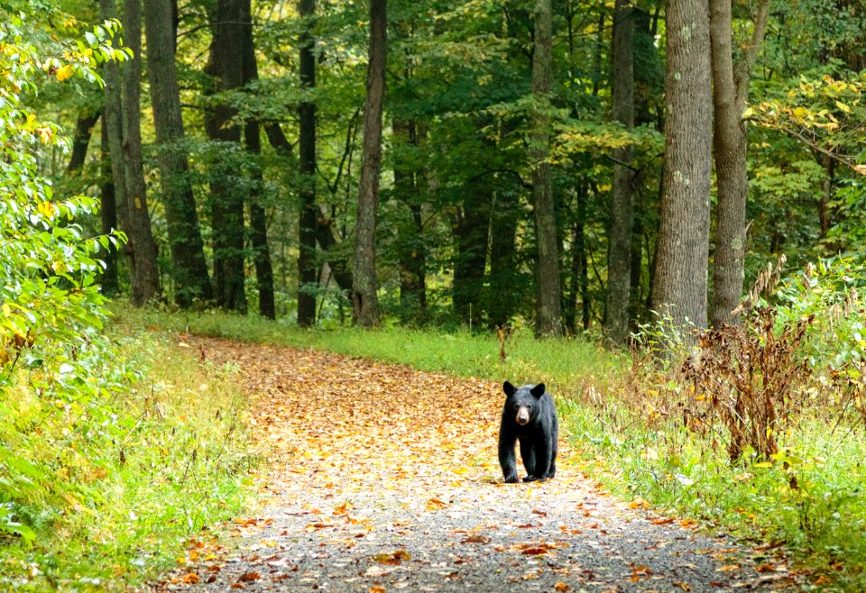 American Black Bear