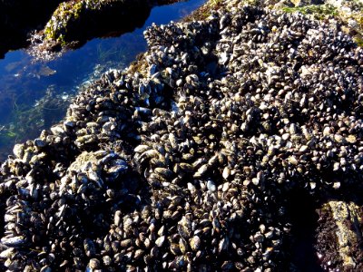 Yaquina Head Natural Area at Oregon Coast