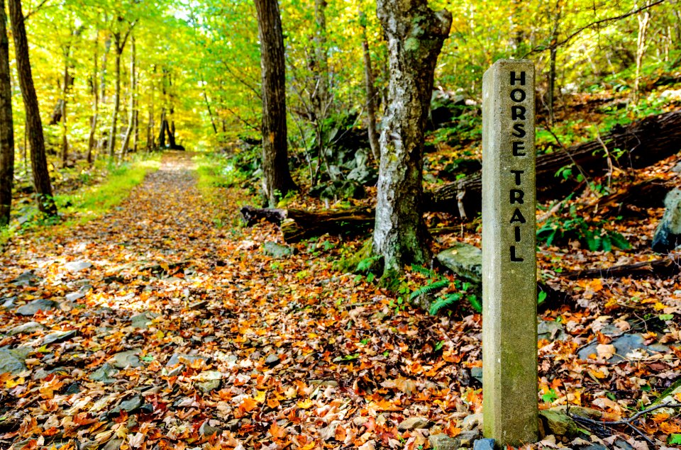 Horse Trail at Whiteoak Canyon photo