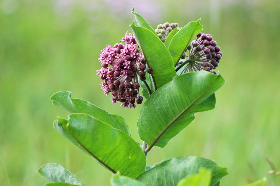 Common Milkweed