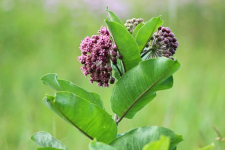 Common Milkweed photo