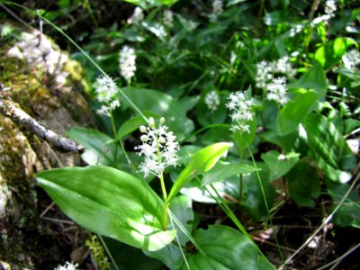 Wild Lily-of-the-valley or Canada Mayflower  at Huron National Wildlife Refuge