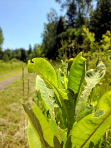 Monarch Caterpillar at Iron River National Fish Hatchery
