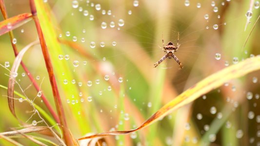 Orb Weaver in Autumn