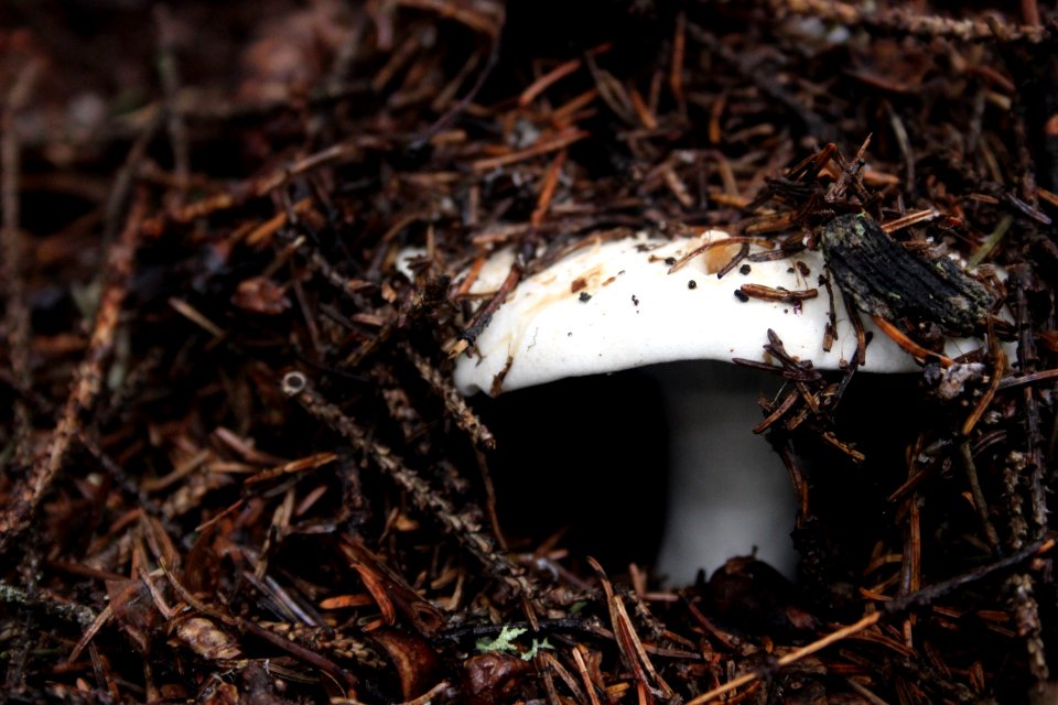 Fall Fungi