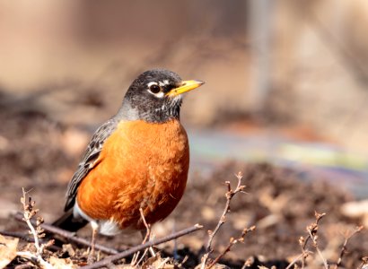 American Robin photo