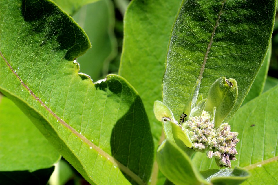 Monarch Caterpillar on Common Milkweed
