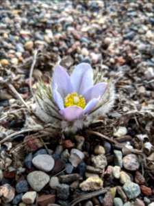Pasque flower