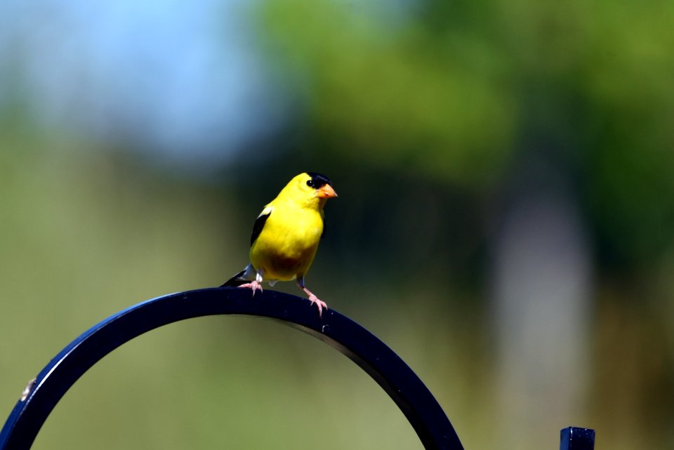 American goldfinch photo