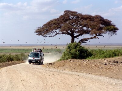 Tree runway kenya