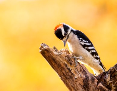 Downy Woodpecker (male) photo