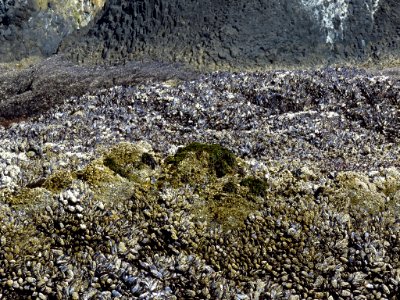 Yaquina Head Natural Area at Oregon Coast
