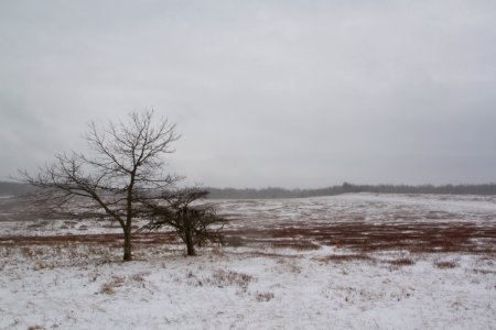 Big Meadows in the Snow photo