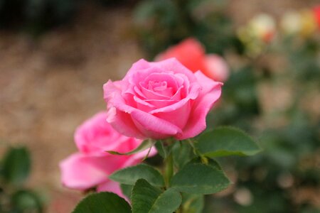 Bloom pink petal photo