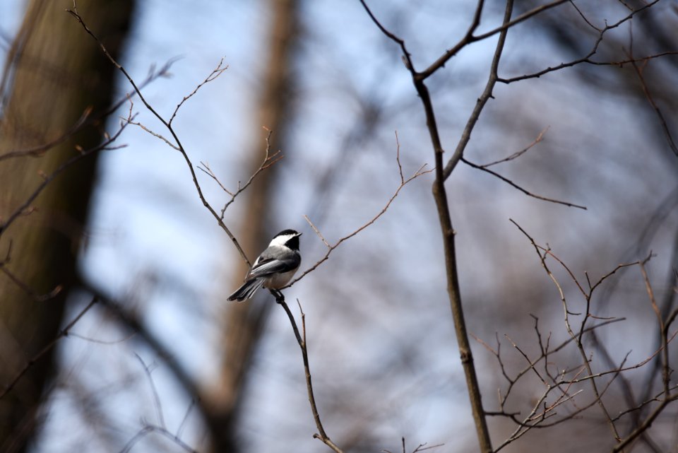 Black-capped chickadee photo