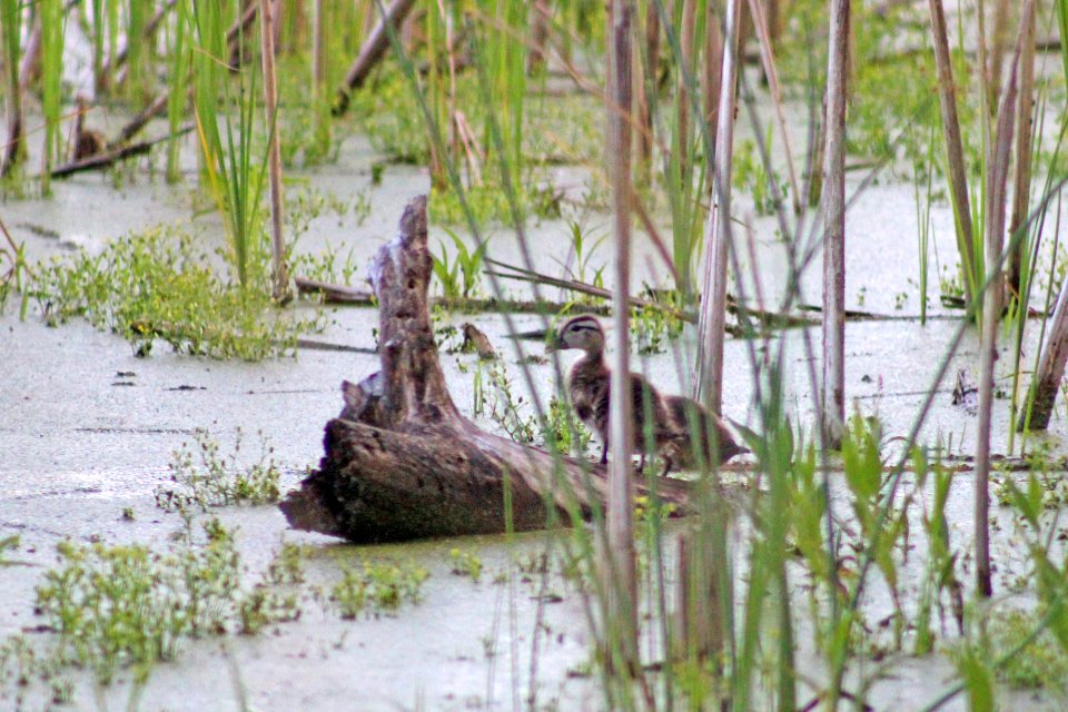 Young Wood Ducks