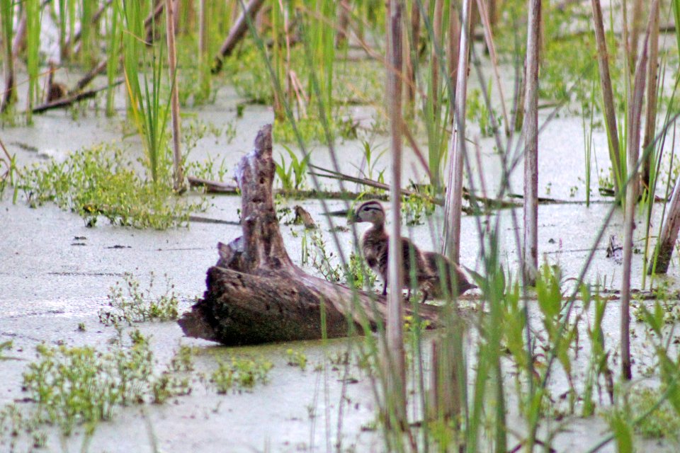 Young Wood Ducks photo