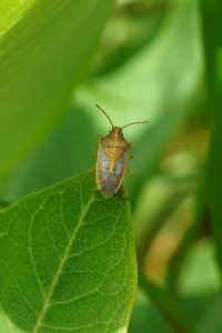 Stinkbug