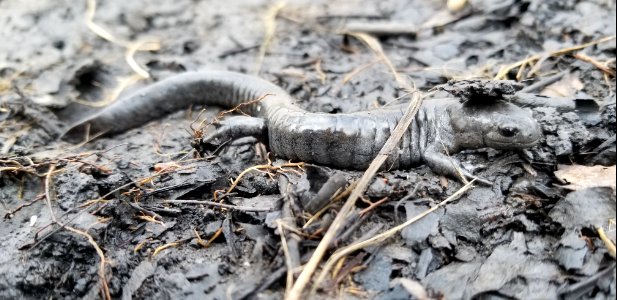 Small-mouthed salamander