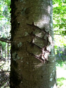 Bear claw marks on tree photo
