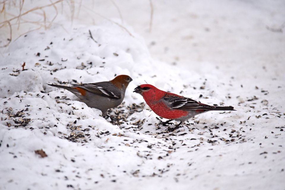 Pine grosbeak pair photo