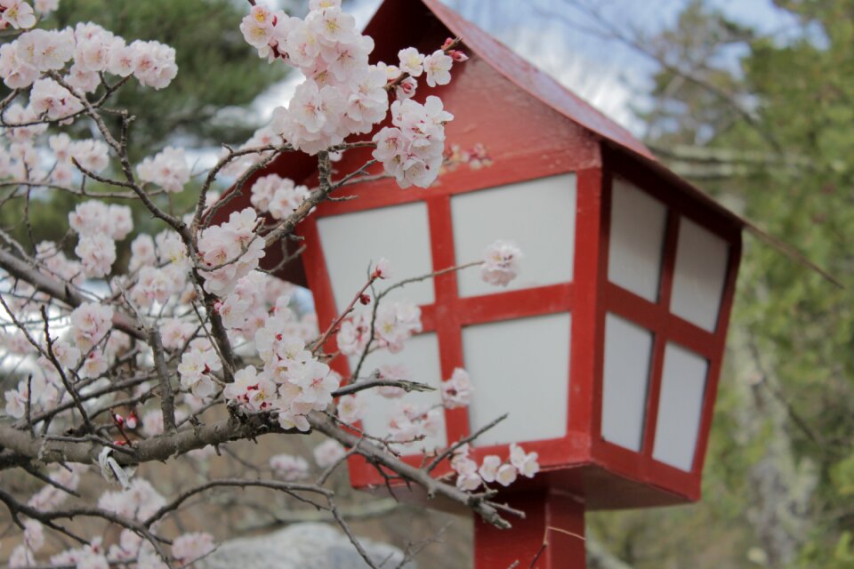 Blossom nature spring