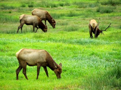 Elk Herd at Pacific Coast In OR