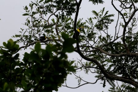 Chestnut-mandibled Toucan