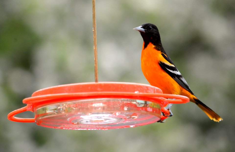 Male Baltimore Oriole in Dewitt, MI