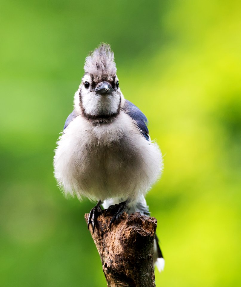 Blue Jay photo