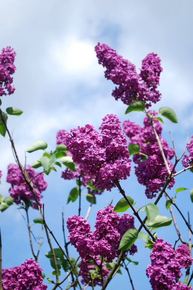 Plant garden bloom