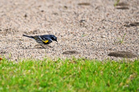 Yellow-rumped warbler foraging on ants