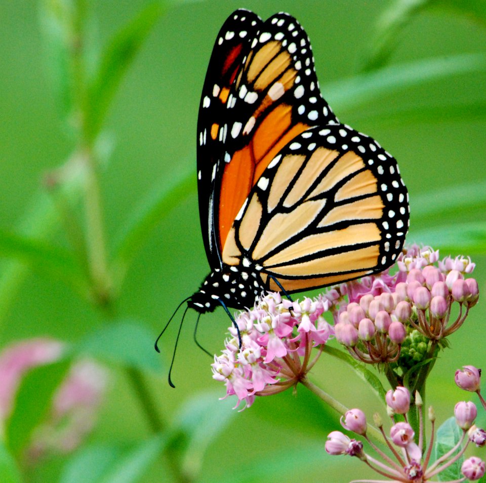 Monarch Butterfly on Swamp Milkweed