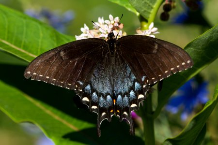 Eastern Tiger Swallowtail Butterfly photo