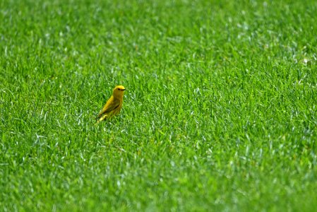 Yellow warbler foraging in the grass photo